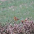 Yellowhammer