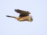 Kestrel