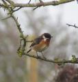Stonechat