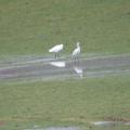 Little Egret