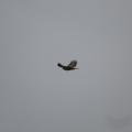 Buzzard