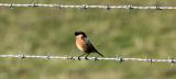Stonechat