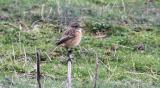 Stonechat