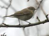 Chiffchaff