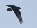 Raven