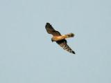 Hen Harrier