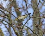 Chiffchaff