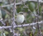 Chiffchaff