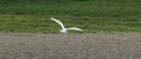 Iceland Gull