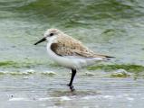 Sanderling