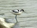 Pied Avocet