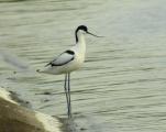 Pied Avocet
