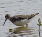 Green Sandpiper