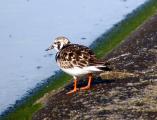 Ruddy Turnstone