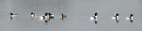 Shelduck