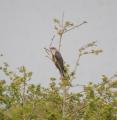 Cuckoo