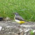 Grey Wagtail