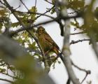 Yellowhammer