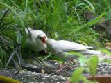 Starling