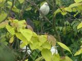 Starling