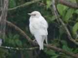 Starling