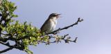 Sedge Warbler