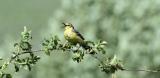 Yellow Wagtail