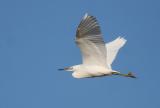 Little Egret