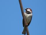 House Sparrow