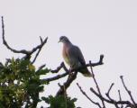 Turtle Dove