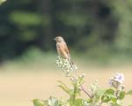 Linnet