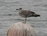 Yellow-legged Gull