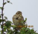 Corn Bunting