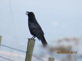 Raven