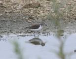 Sandpiper