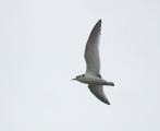 Little Gull