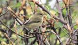 Chiffchaff