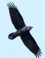 Raven