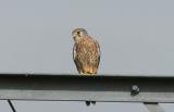Kestrel