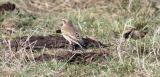 Wheatear
