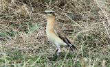 Wheatear