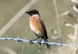 Stonechat