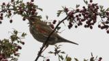 Redwing
