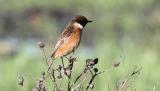 Stonechat