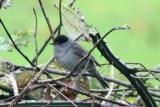 Blackcap