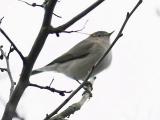 Chiffchaff