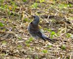 Fieldfare