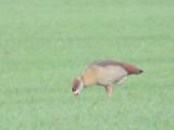 Egyptian Goose