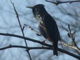 Starling