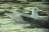 Iceland Gull